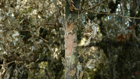 Ecorces rongées par les larves.© Anna Labarre/Fredon Limousin